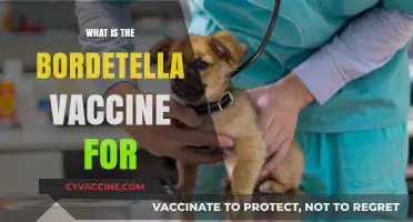 Understanding the Bordetella Vaccine: Purpose, Benefits, and Importance