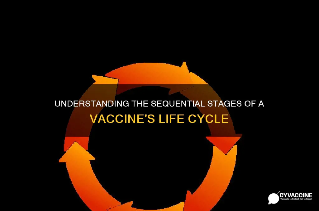 what is the correct order of vaccine life cycle