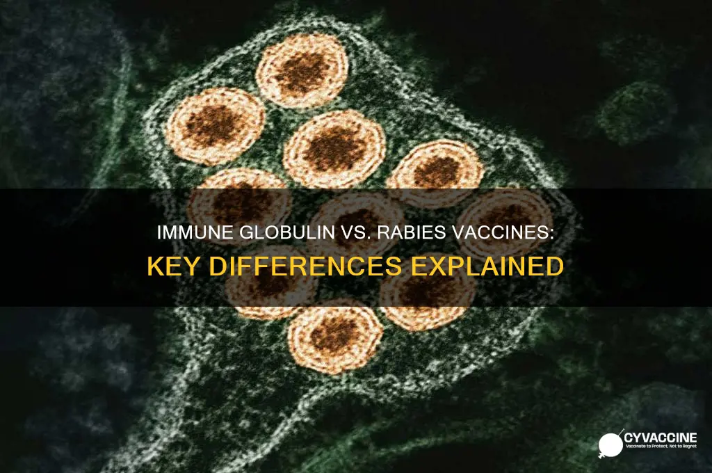 what is the difference between immune globulin and vaccines rabies