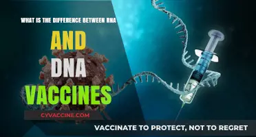 RNA vs. DNA Vaccines: Key Differences and How They Work