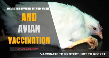 Marek's vs. Avian Vaccination: Key Differences Explained for Poultry Health