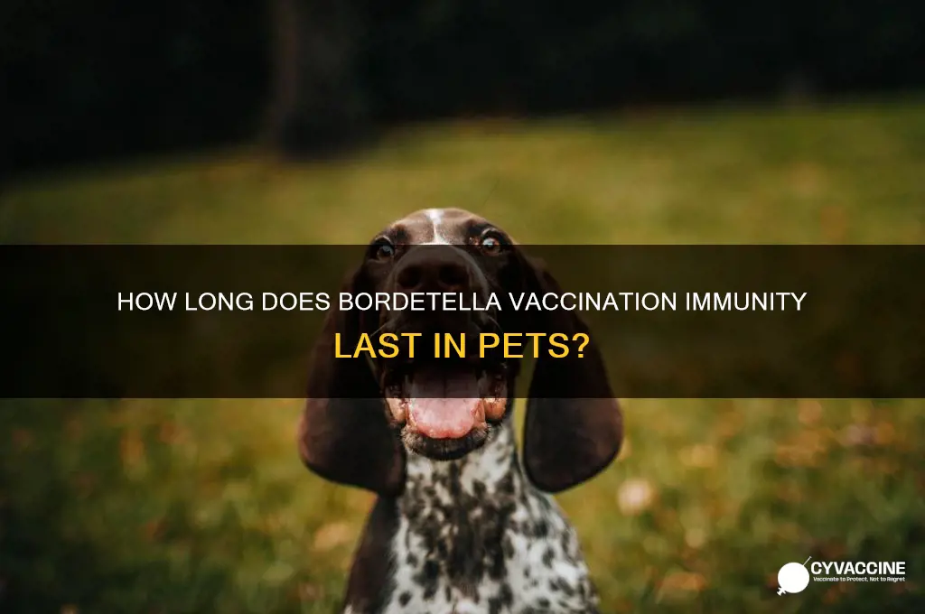 what is the duration of immunitity for a bordetella vaccination
