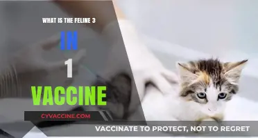 Understanding the Feline 3-in-1 Vaccine: Benefits and Importance