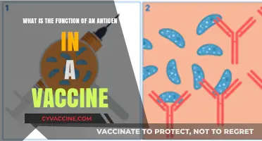 Understanding Antigens: Key Role in Vaccine Function and Immunity