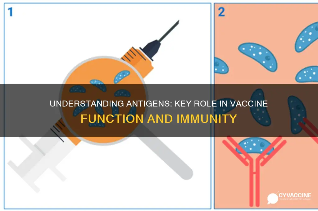 what is the function of an antigen in a vaccine