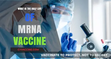 Understanding mRNA Vaccine Half-Life: Duration, Immunity, and Efficacy Explained