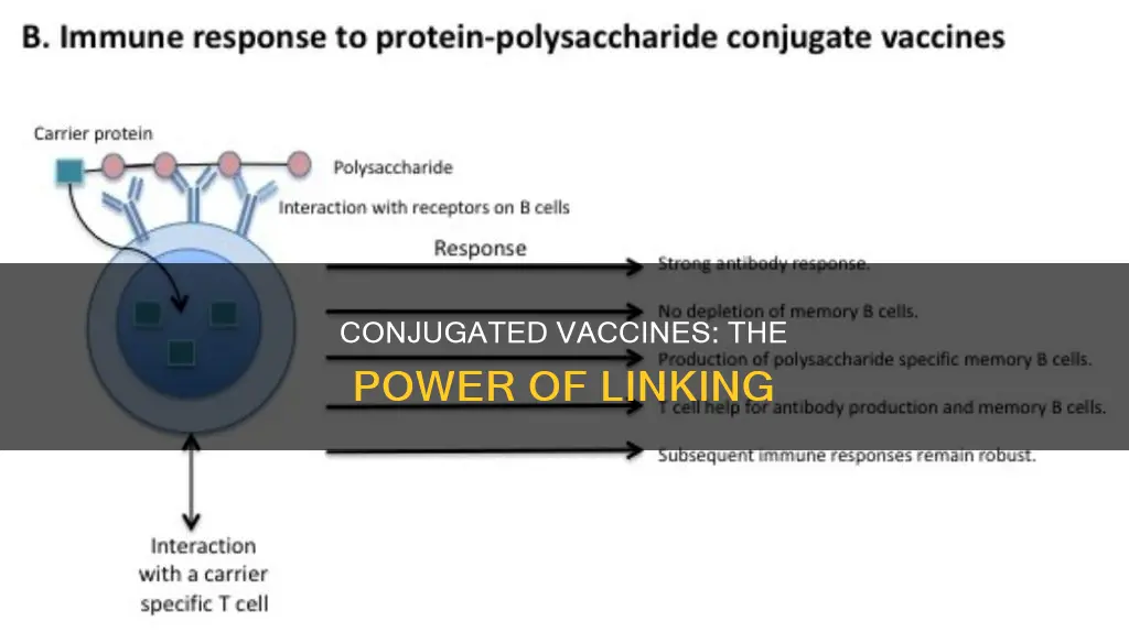 what is the hallmark of a conjugated vaccine