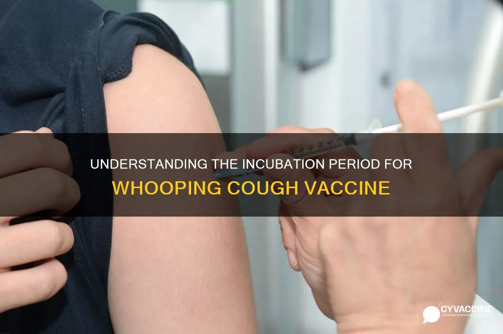 what is the incubation period for whopping caugh vaccine