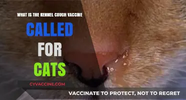 Understanding the Feline Bordetella Vaccine: Kennel Cough Prevention for Cats