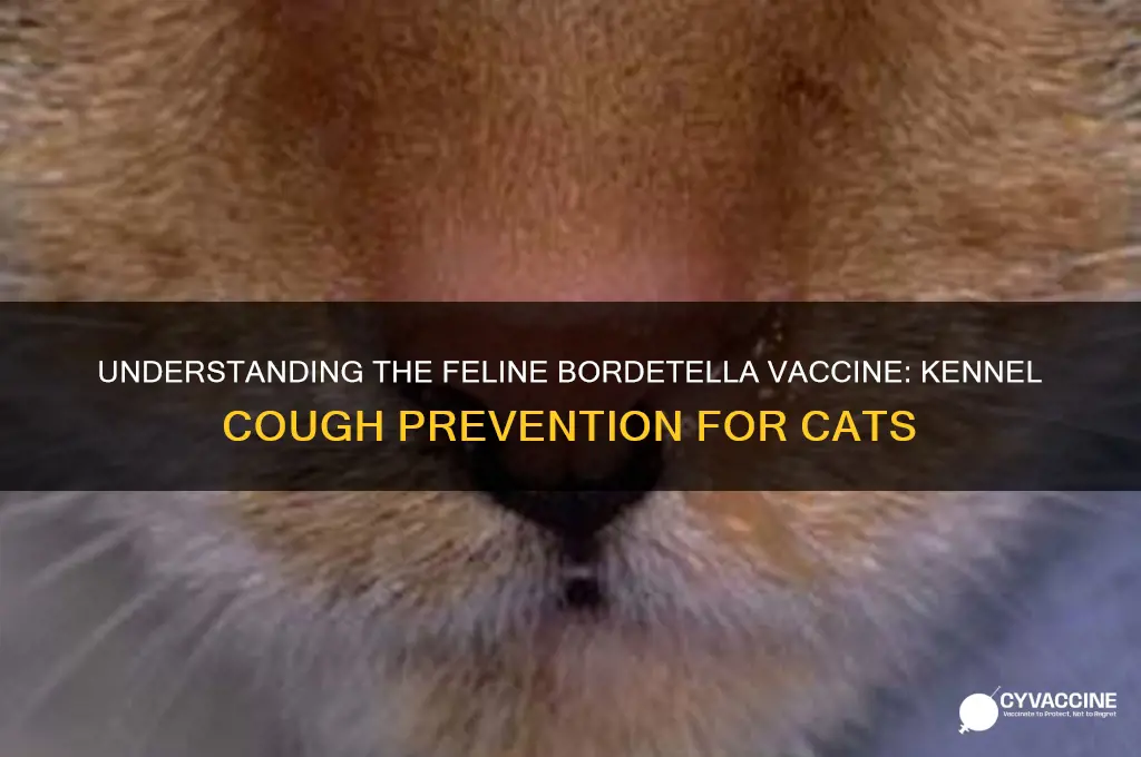 what is the kennel cough vaccine called for cats