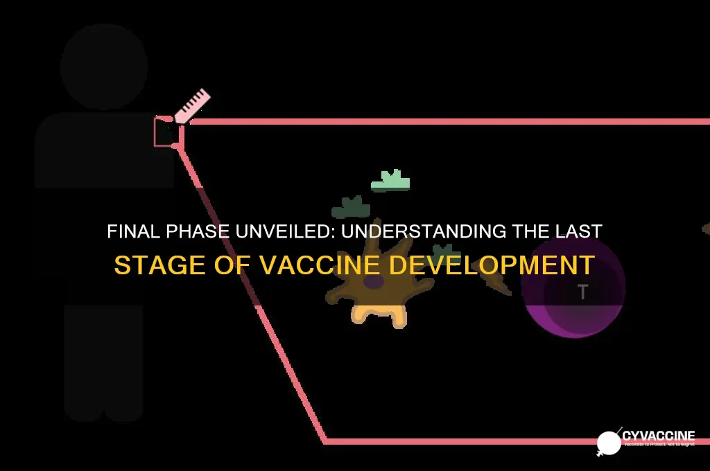 what is the last stage of vaccine development