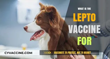 Understanding the Lepto Vaccine: Purpose, Benefits, and Importance for Pets