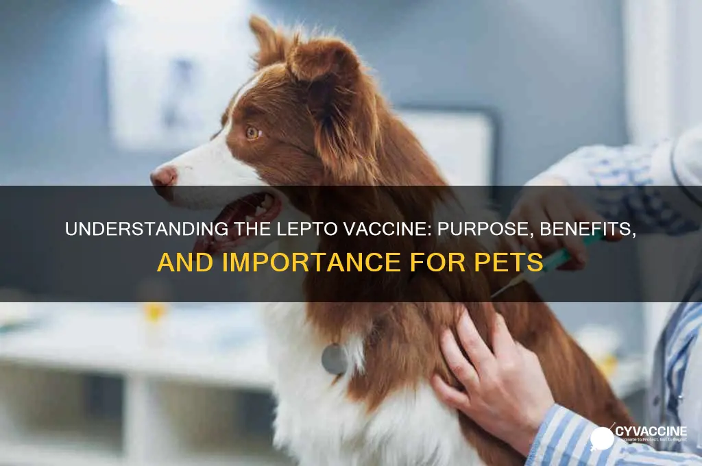 what is the lepto vaccine for