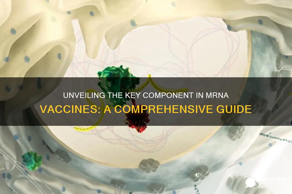what is the main ingredient in the mrna vaccines