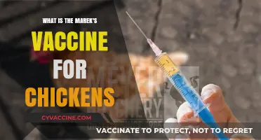 Understanding Marek's Disease Vaccine: Essential Protection for Chicken Flocks