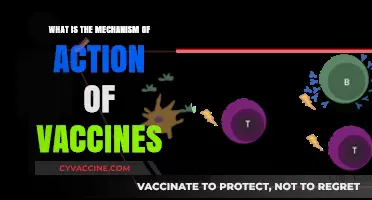 How Vaccines Work: Unlocking the Mechanism of Immune Protection