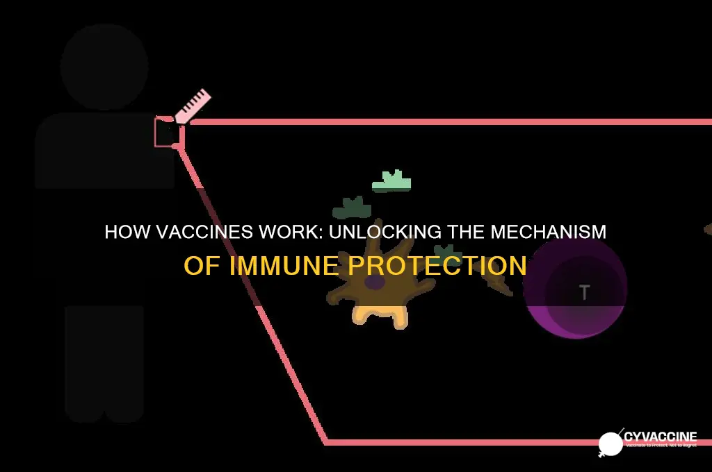 what is the mechanism of action of vaccines