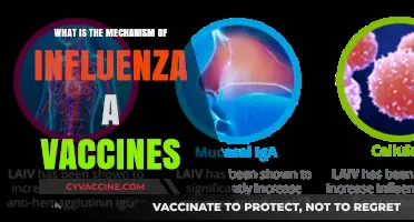 Understanding Influenza A Vaccines: Mechanism, Immunity, and Protection Explained