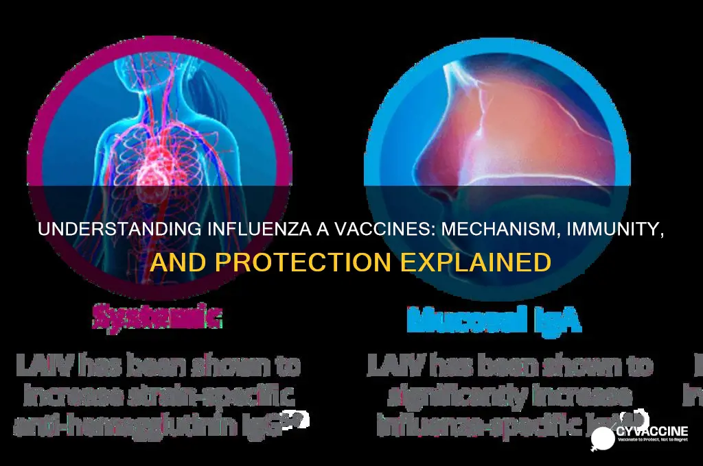 what is the mechanism of influenza a vaccines