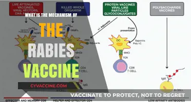 Understanding the Rabies Vaccine Mechanism: How It Protects Against Infection