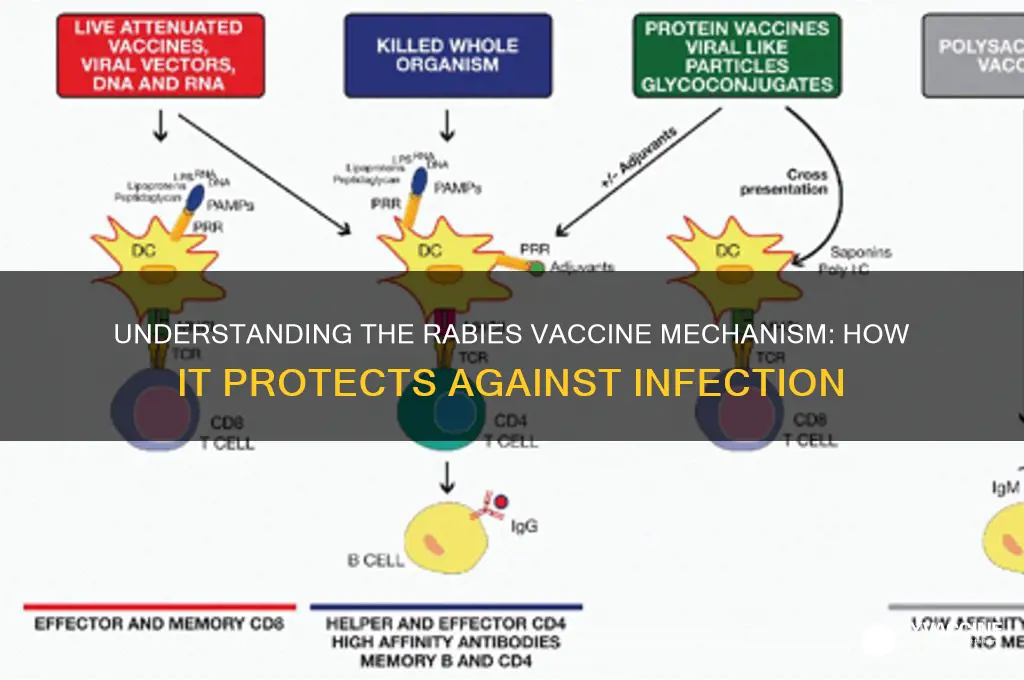 what is the mechanism of the rabies vaccine