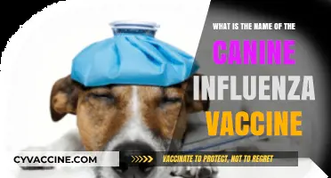 Canine Influenza Vaccine: Protecting Your Dog from the Flu