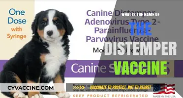 Understanding Canine Distemper: The Essential Vaccine Name and Its Importance