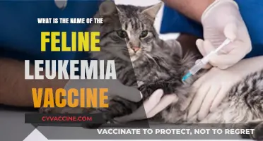 Feline Leukemia Vaccine: Protecting Cats with the Right Immunization