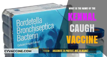 Kennel Cough Vaccine: Understanding Its Name and Importance for Dogs
