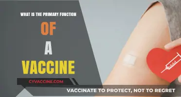 Understanding Vaccines: Their Primary Role in Preventing Infectious Diseases