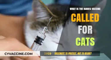 Understanding the Rabies Vaccine for Cats: Name, Importance, and Protection