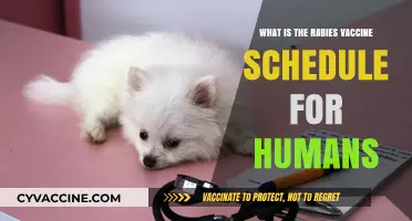 Human Rabies Vaccine Schedule: Timing, Doses, and Protection Explained