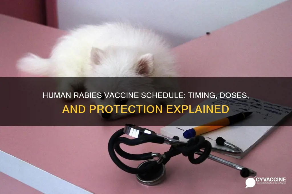 what is the rabies vaccine schedule for humans