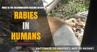Optimal Rabies Vaccine Timing: Human Dosing Intervals Explained