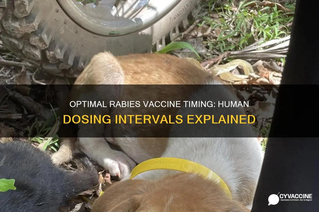 what is the recommended vaccine interval for rabies in humans