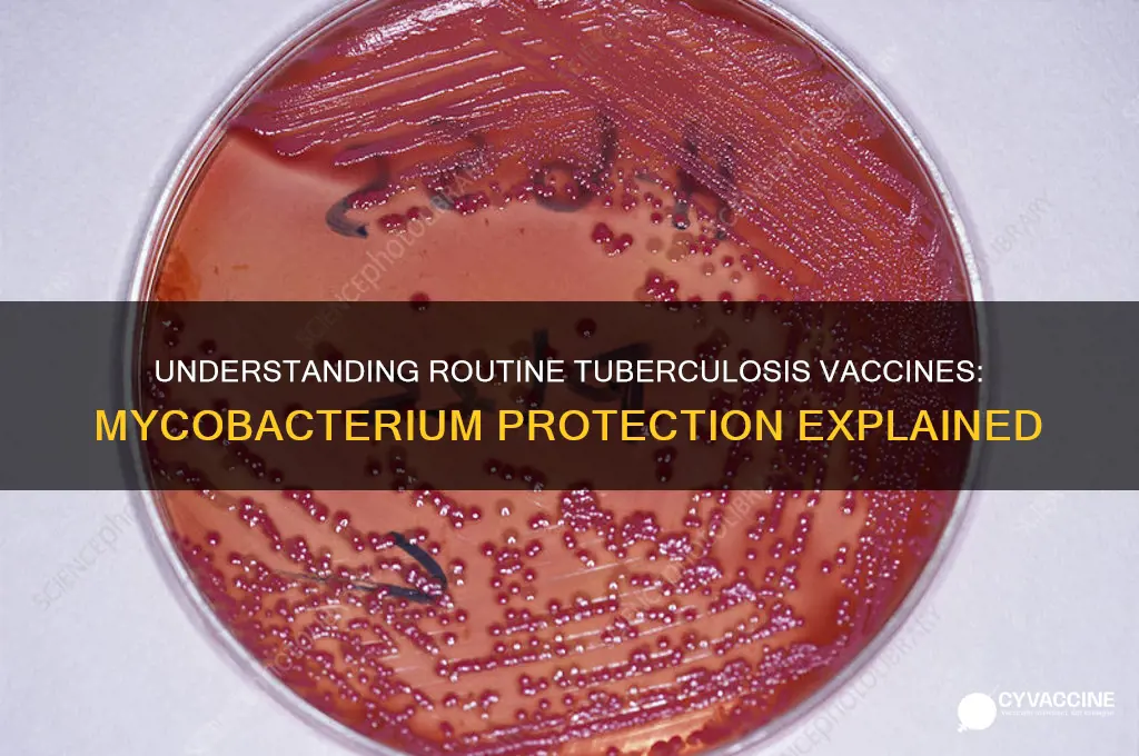what is the routine vaccine for tuberculosis mycobacterium