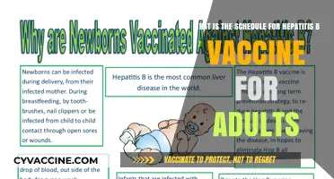 Hepatitis B Vaccine Schedule for Adults: Timing and Dosage Guide