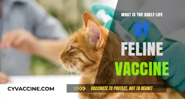 Understanding the Shelf Life of Feline Vaccines: What Cat Owners Need to Know