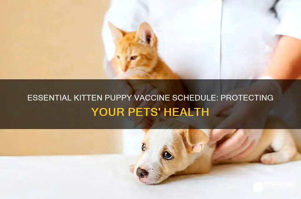 what is the standard kitten puppy vaccine schedule