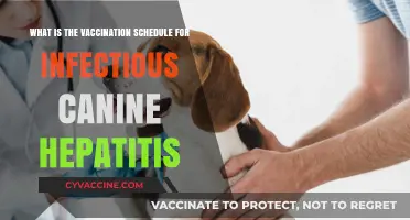 Infectious Canine Hepatitis Vaccination Schedule: A Comprehensive Guide