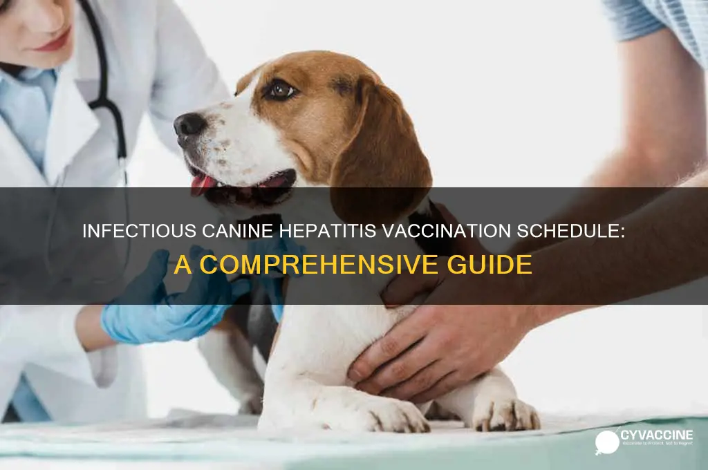 what is the vaccination schedule for infectious canine hepatitis