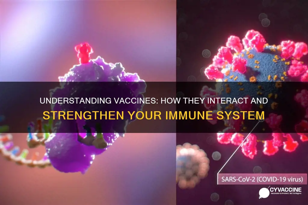 what is the vaccine doing to my body
