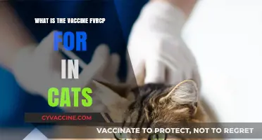 Understanding FVRCP Vaccine: Essential Protection for Your Cat's Health