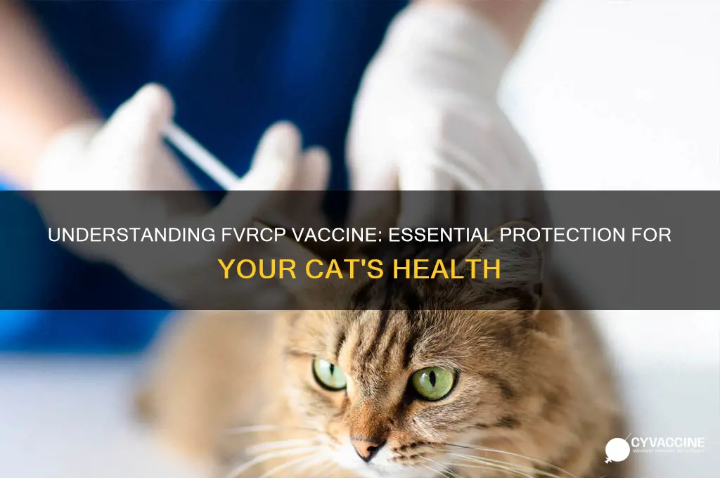 what is the vaccine fvrcp for in cats