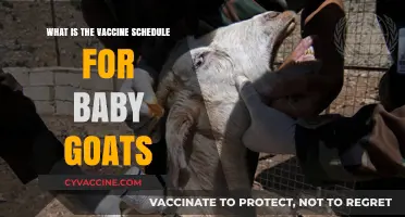 Essential Baby Goat Vaccine Schedule: A Comprehensive Guide for Owners