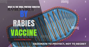 Rabies Vaccine Targets the Deadly Rabies Virus Glycoprotein