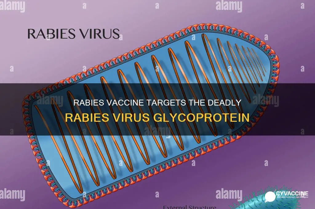 what is the viral protein targeted by rabies vaccine