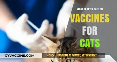Latest Feline Vaccine Updates: Essential Info for Cat Owners