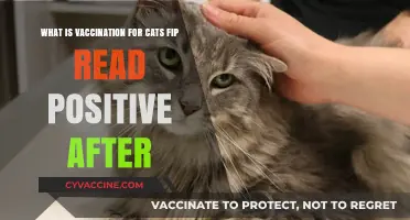 Understanding FIP Vaccination in Cats: Positive Test Results Explained