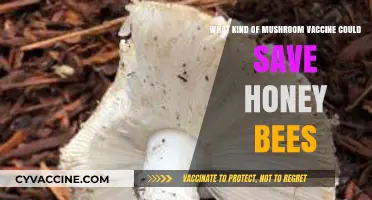 Mushroom-Based Vaccine: A Potential Lifeline for Endangered Honey Bees